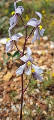Cyanella orchidiformis