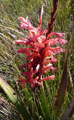 Watsonia marlothii