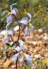 Cyanella orchidiformis