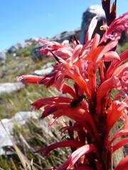 Watsonia marlothii