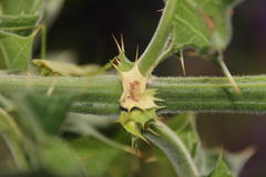Acanthus polystachyus