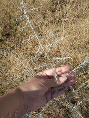 Artemisia santonicum