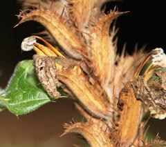 Acanthus polystachyus