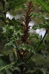 Acanthus polystachyus