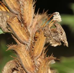 Acanthus polystachyus