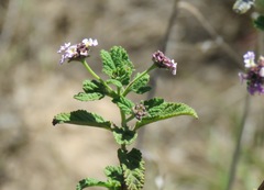Lippia junelliana