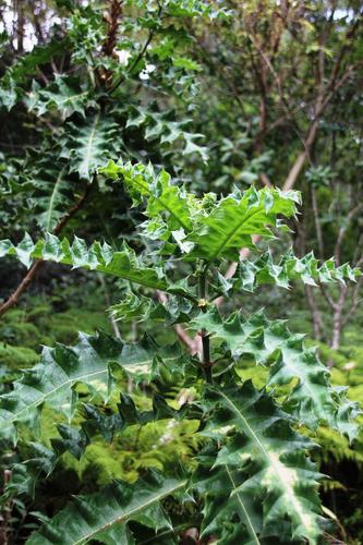 Prickly Bear's Breeches