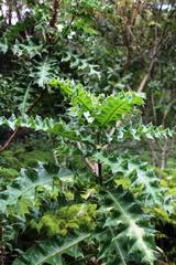 Acanthus polystachyus