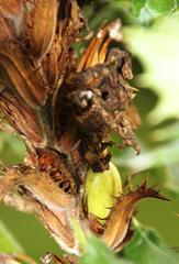 Acanthus polystachyus