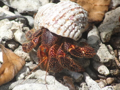 Petrochirus