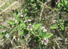 Lippia junelliana