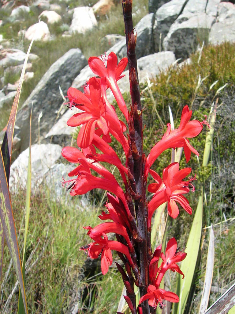 Watsonia marlothii