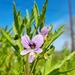 Sticky Storksbill - Photo (c) Jean Stephenson, some rights reserved (CC BY-NC), uploaded by Jean Stephenson