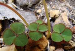 Oxalis commutata