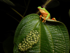 Agalychnis terranova