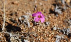 Oxalis exserta