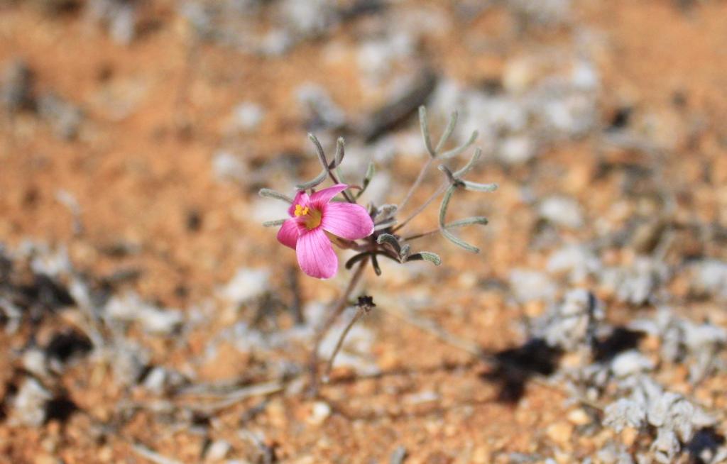 Oxalis exserta