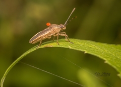 Catorhintha selector