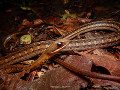 Dendrophidion percarinatum