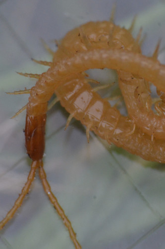 Boreal Yellow-headed Soil Centipede, photo 3 of 10