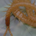 Geophilus flavus - Photo (c) Matthew Vosper, μερικά δικαιώματα διατηρούνται (CC BY), uploaded by Matthew Vosper