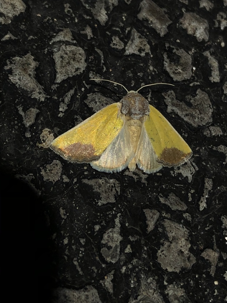 Stiria blanchardi