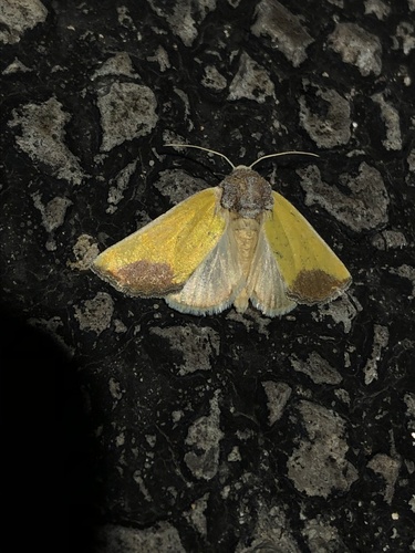 Stiria blanchardi