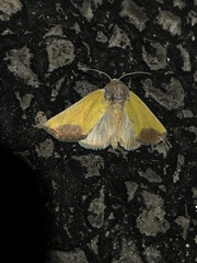 Stiria blanchardi