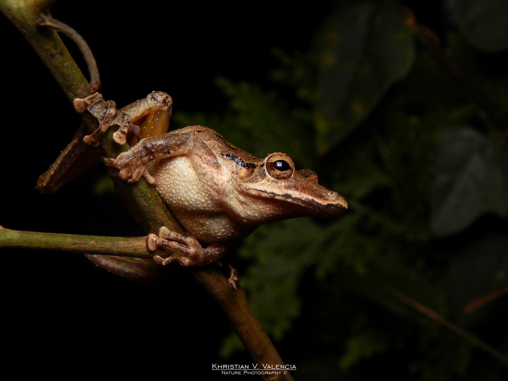 Caracas Snouted Treefrog