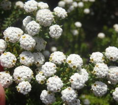 Phylica ericoides ericoides