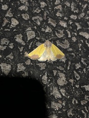Stiria blanchardi