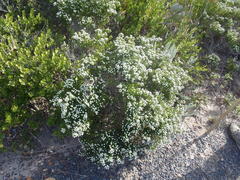 Phylica ericoides ericoides