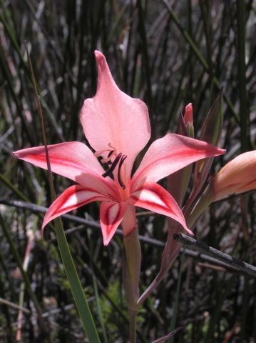 Gladiolus dolichosiphon