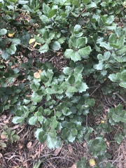 Quercus agrifolia agrifolia