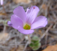 Oxalis truncatula