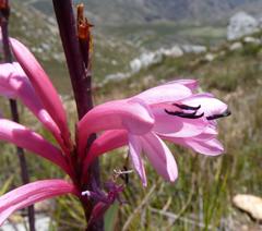 Watsonia wilmaniae