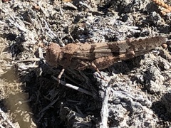 Trimerotropis fontana