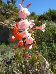 Watsonia wilmaniae