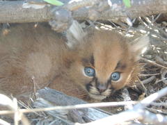 Caracal photo 2