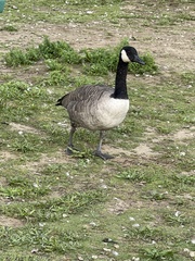 Branta canadensis