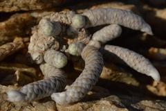 Anacampseros albissima