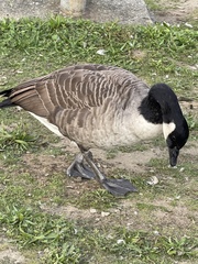 Branta canadensis