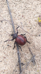 Brachycerus obesus