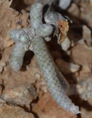 Anacampseros albissima