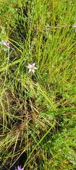 Romulea flava
