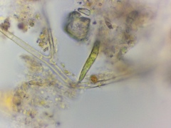 Euglena mutabilis