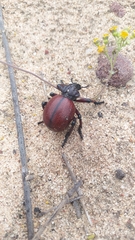 Brachycerus obesus