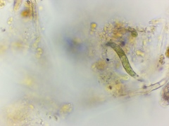 Euglena mutabilis