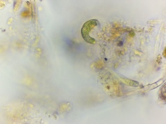 Euglena mutabilis