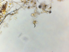 Euglena mutabilis